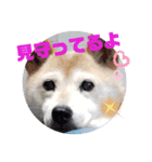さくらと一緒 6（個別スタンプ：16）