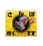 わんこかたルンバ（個別スタンプ：4）