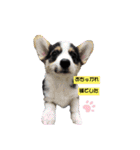 わんこかたルンバ（個別スタンプ：21）