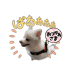 わんこかたルンバ（個別スタンプ：34）