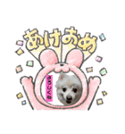 わんこかたルンバ（個別スタンプ：39）