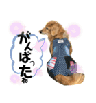 うちのぷ〜ちゃん④（個別スタンプ：9）