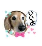 うちのぷ〜ちゃん④（個別スタンプ：13）