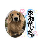 うちのぷ〜ちゃん④（個別スタンプ：15）