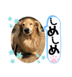 うちのぷ〜ちゃん④（個別スタンプ：19）