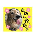うちのぷ〜ちゃん④（個別スタンプ：21）