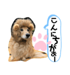 うちのぷ〜ちゃん④（個別スタンプ：28）