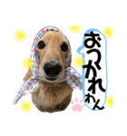 うちのぷ〜ちゃん④（個別スタンプ：30）