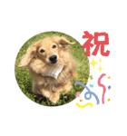 うちのぷ〜ちゃん④（個別スタンプ：32）