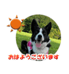 Border Collie Anne（個別スタンプ：1）