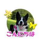 Border Collie Anne（個別スタンプ：2）
