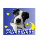 Border Collie Anne（個別スタンプ：3）