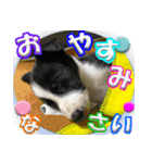 Border Collie Anne（個別スタンプ：4）