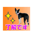 Border Collie Anne（個別スタンプ：5）