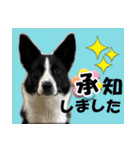 Border Collie Anne（個別スタンプ：6）