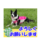 Border Collie Anne（個別スタンプ：7）