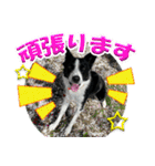 Border Collie Anne（個別スタンプ：8）