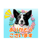 Border Collie Anne（個別スタンプ：9）