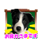 Border Collie Anne（個別スタンプ：10）