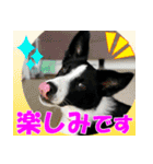 Border Collie Anne（個別スタンプ：11）