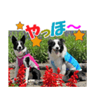 Border Collie Anne（個別スタンプ：12）