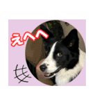 Border Collie Anne（個別スタンプ：13）