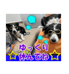 Border Collie Anne（個別スタンプ：14）