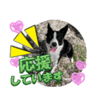 Border Collie Anne（個別スタンプ：15）