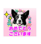 Border Collie Anne（個別スタンプ：16）