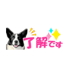 Border Collie Anne（個別スタンプ：17）
