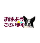Border Collie Anne（個別スタンプ：18）