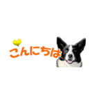 Border Collie Anne（個別スタンプ：19）
