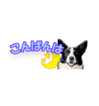 Border Collie Anne（個別スタンプ：20）