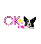 Border Collie Anne（個別スタンプ：21）