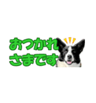 Border Collie Anne（個別スタンプ：22）