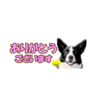 Border Collie Anne（個別スタンプ：23）