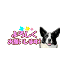 Border Collie Anne（個別スタンプ：24）