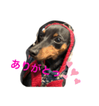 ミニピンのしおたんくん（個別スタンプ：7）