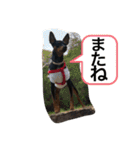 ミニピンのしおたんくん（個別スタンプ：19）