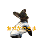 ミニピンのしおたんくん（個別スタンプ：21）