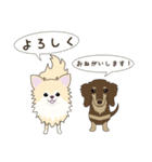 ポメチワみたらしさん3（個別スタンプ：1）