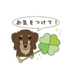 ポメチワみたらしさん3（個別スタンプ：10）