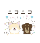 ポメチワみたらしさん3（個別スタンプ：11）