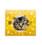 気楽な猫暮らし（個別スタンプ：3）