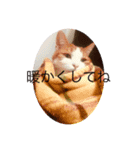 気楽な猫暮らし（個別スタンプ：4）