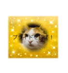 気楽な猫暮らし（個別スタンプ：5）