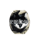 気楽な猫暮らし（個別スタンプ：7）