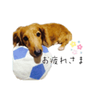 松井さん家のお犬様（個別スタンプ：3）