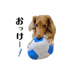 松井さん家のお犬様（個別スタンプ：4）