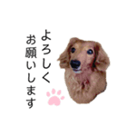 松井さん家のお犬様（個別スタンプ：5）
